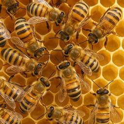 Honey Bees illustration